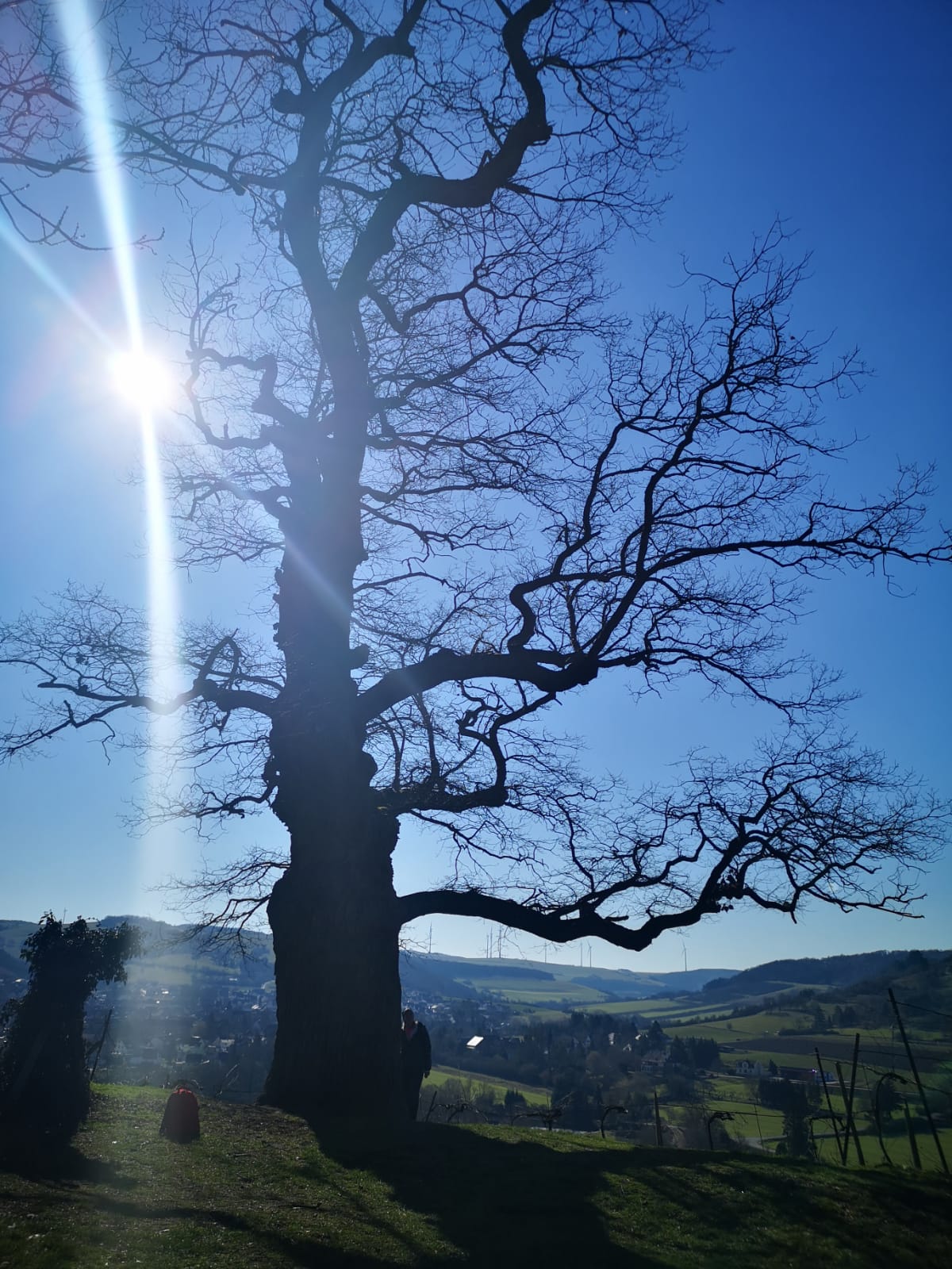 Hildegard von Bingen Pilgerwanderweg, Pilgern, Wandern, Eiche, Baum, Disibodenberg, Betriebsausflug.